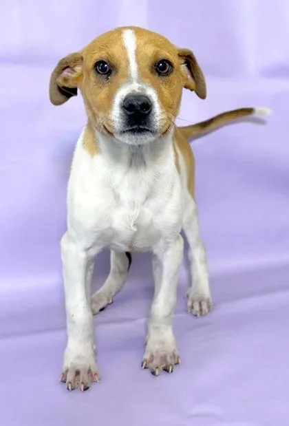 A baby large-sized male Hound dog named Boo Boo for adoption in Morton Grove, IL