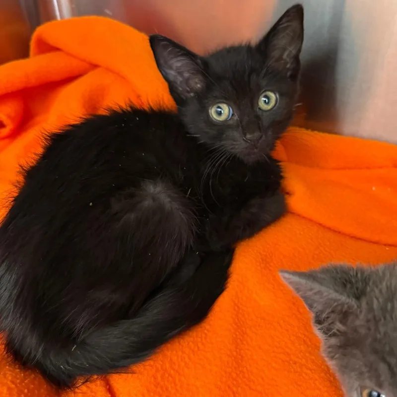 A baby small-sized female Black Domestic Short Hair cat named Piccolo for adoption in Kanab, UT