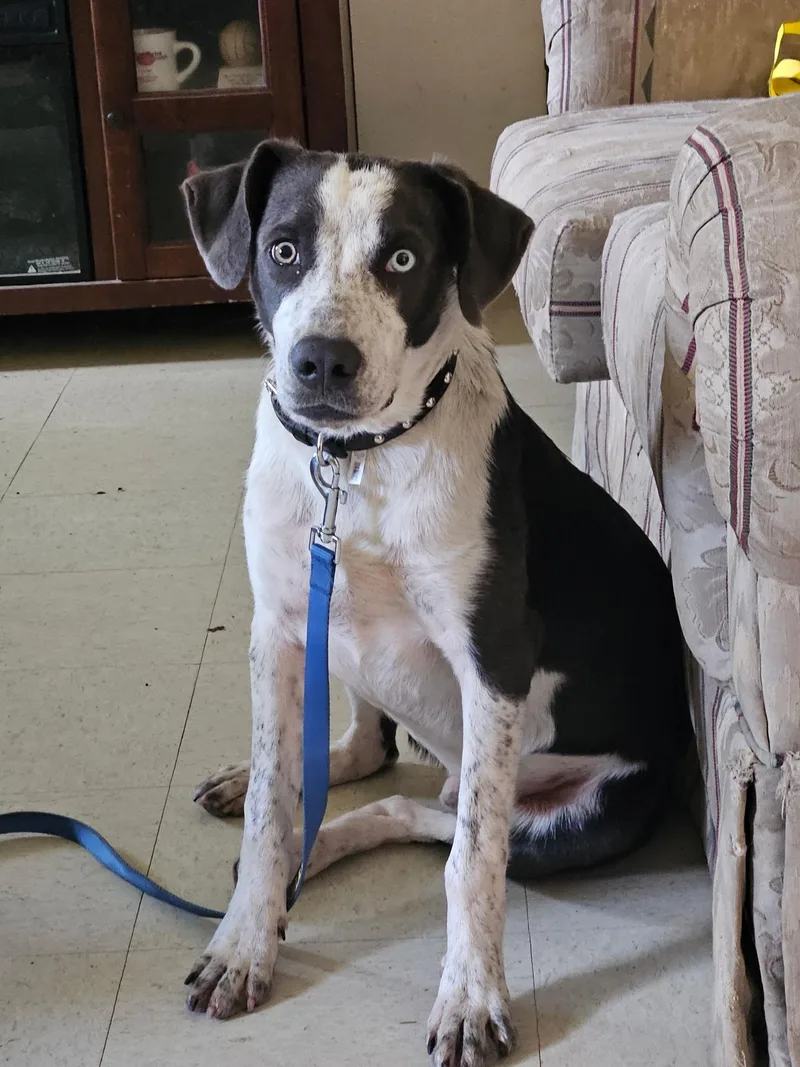 A baby medium-sized male Border Collie dog named Dewey for adoption in Welling, OK