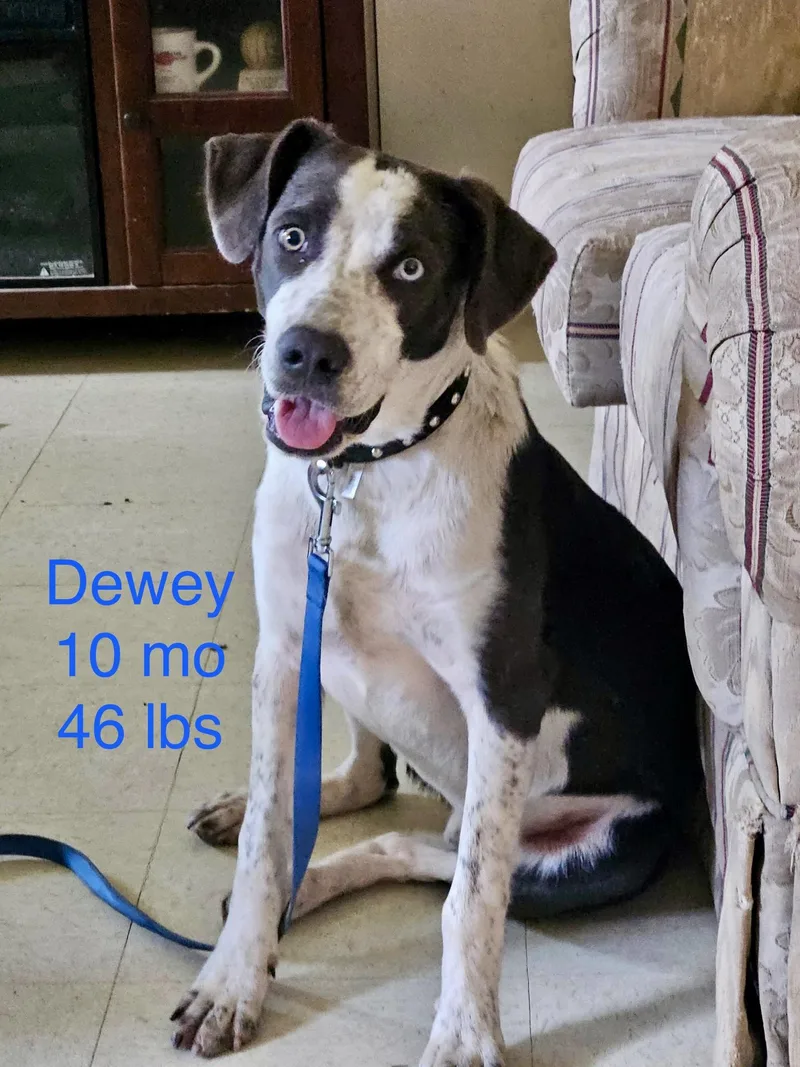 Dewey thumbnail 2