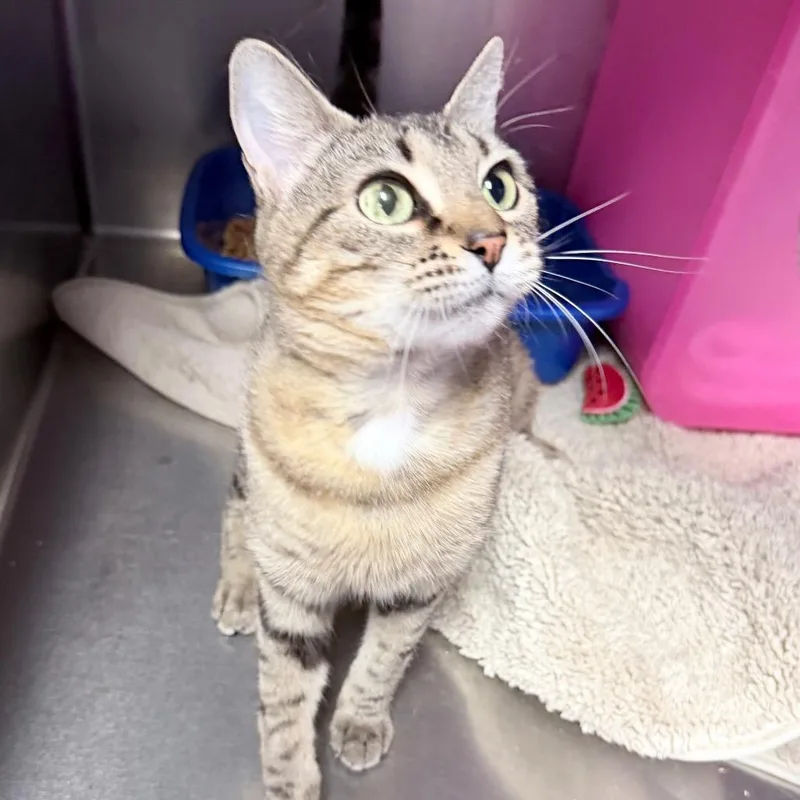 An adult medium-sized female Brown / Chocolate Domestic Short Hair cat named Kail for adoption in Titusville, FL