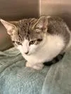 A baby medium-sized female White Domestic Short Hair cat named Sky for adoption in Orange, VA