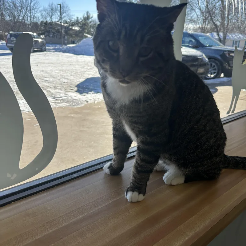 Alfonzo