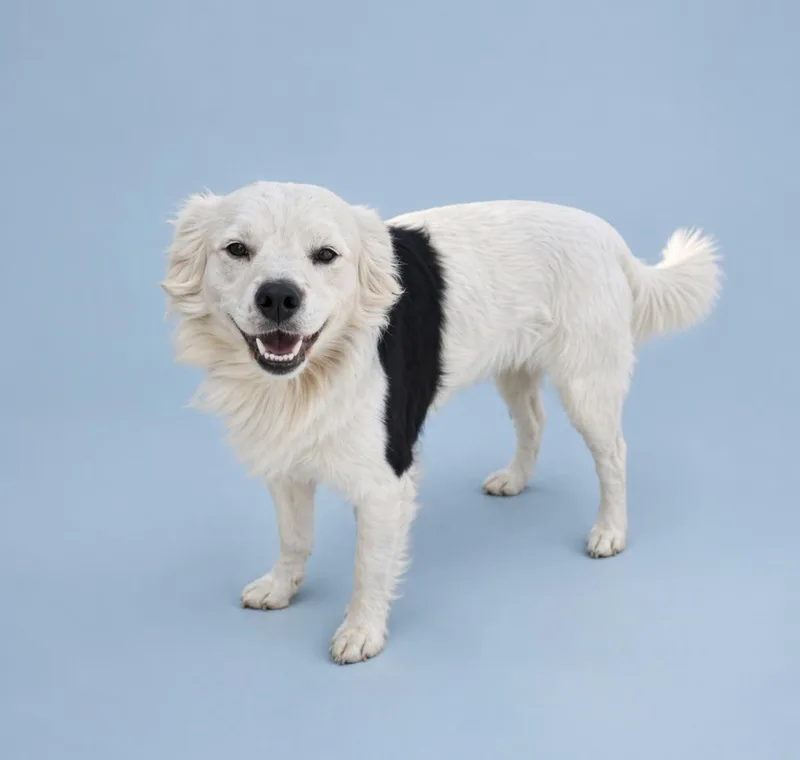 An adult medium-sized male White / Cream Border Collie dog named Jo for adoption in Rochester, TX
