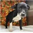 A baby medium-sized male Black Australian Cattle Dog / Blue Heeler dog named Landon for adoption in Clearwater, FL