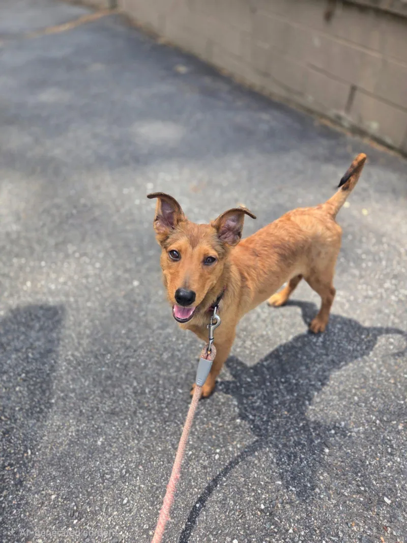 A young medium-sized male Golden Collie dog named Sammie for adoption in Riverdale, NJ