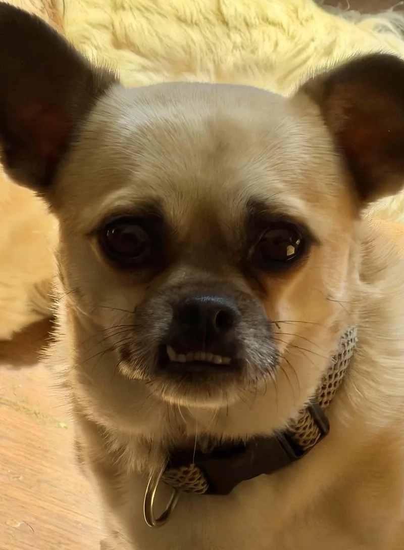 An adult small-sized male Yellow / Tan / Blond / Fawn Pug dog named Koby for adoption in Zanesville, OH