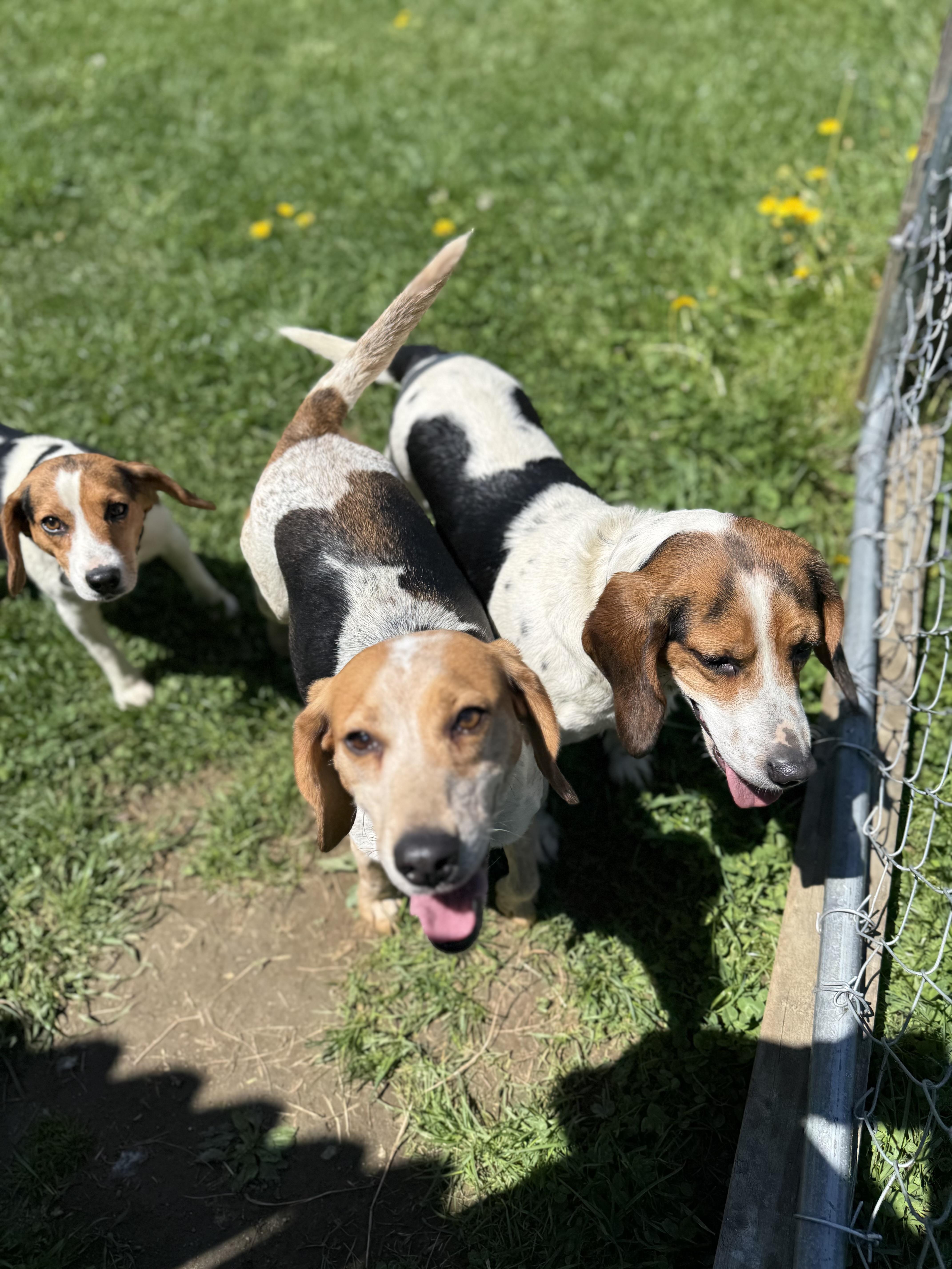 An adult medium-sized female Beagle dog named April for adoption in Springfield, VT