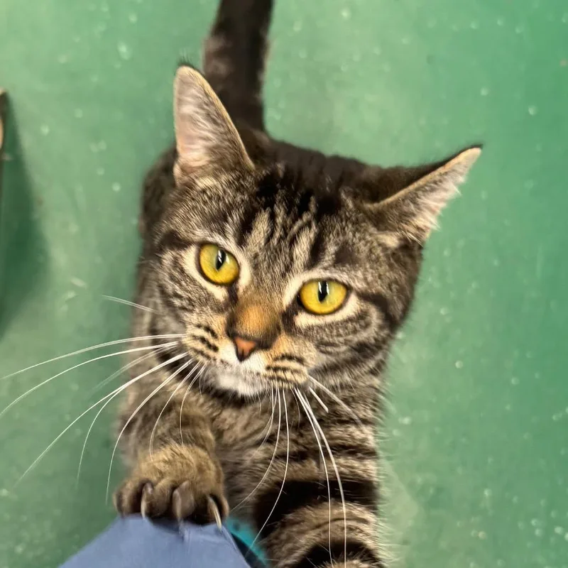 A young medium-sized female Brown / Chocolate Domestic Short Hair cat named Bobby for adoption in Pekin, IL