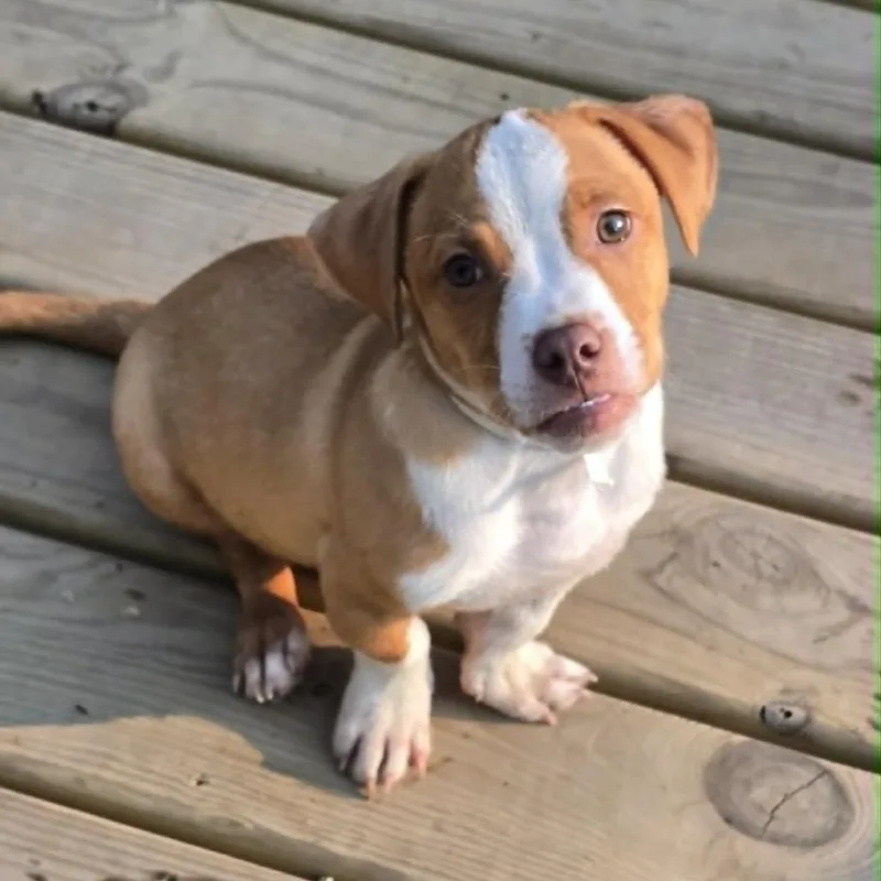 A baby medium-sized male Red / Chestnut / Orange English Bulldog dog named Chad for adoption in Alma, WI
