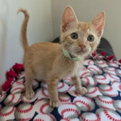 A baby small-sized female Tabby (Orange / Red) Domestic Short Hair cat named Shirley for adoption in Rochester, MN