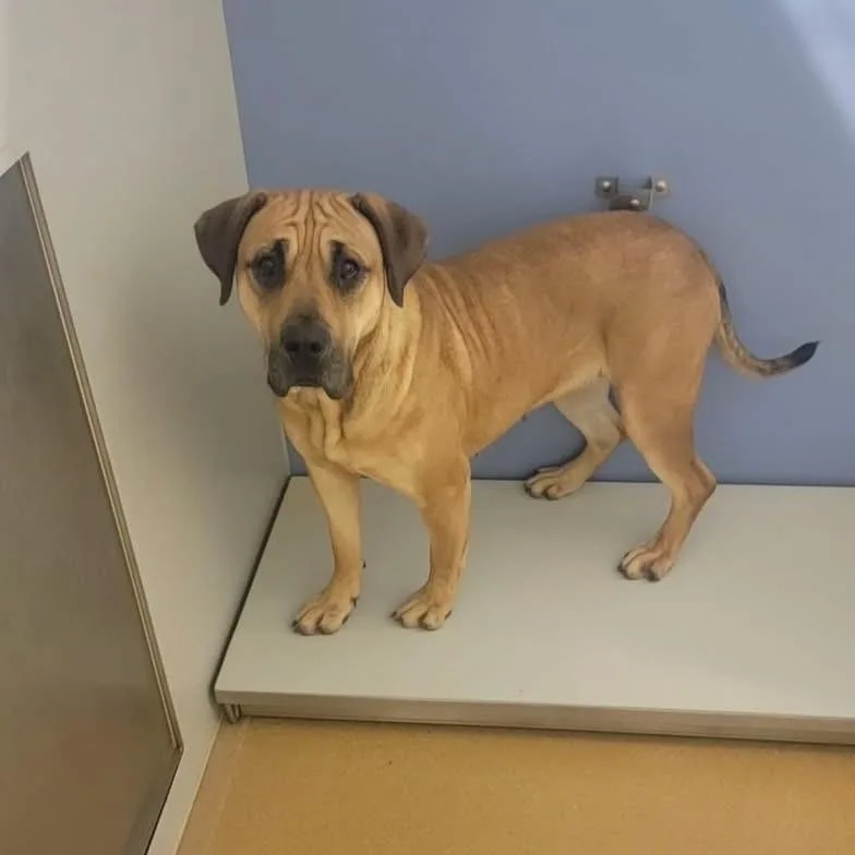An adult large-sized female Brown / Chocolate Boerboel dog named Bindi for adoption in O'Fallon, MO
