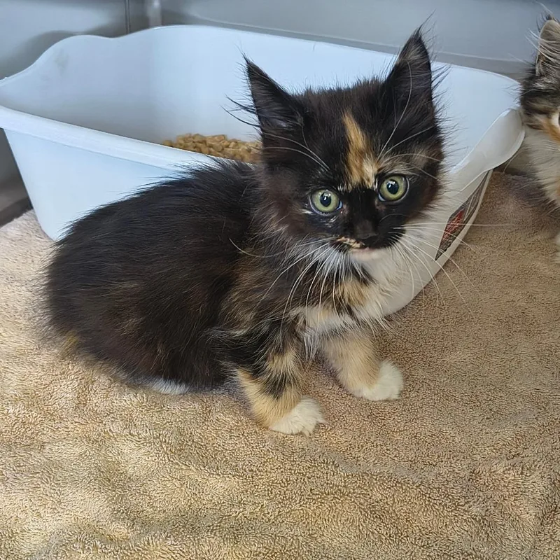 A baby small-sized female Brown / Chocolate Domestic Medium Hair cat named Estrella for adoption in Othello, WA