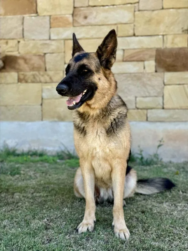 An adult large-sized female German Shepherd Dog dog named Doja for adoption in Helotes, TX