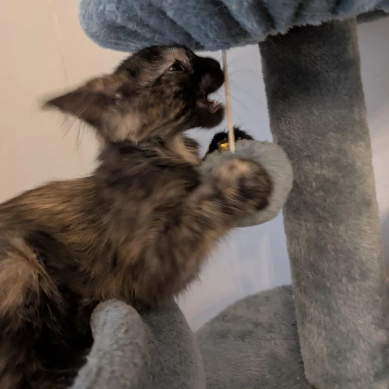 Dusty thumbnail 4