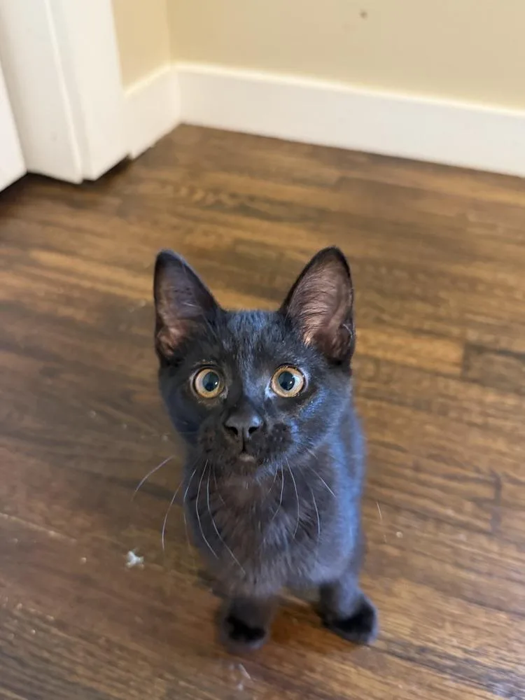 A baby small-sized female Domestic Short Hair cat named Hot Dog for adoption in Dallas, TX