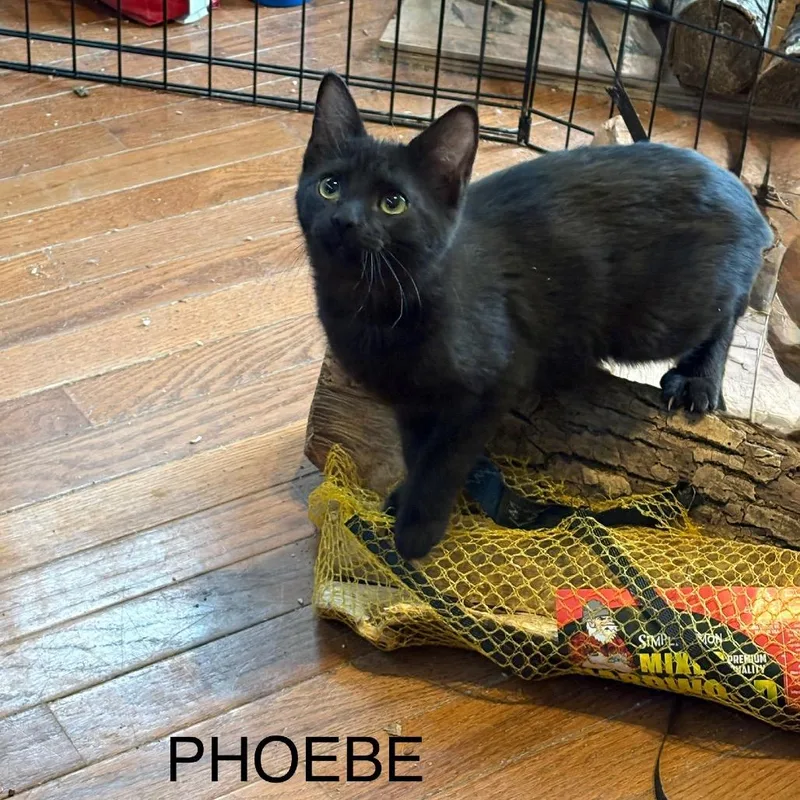 Pheobe