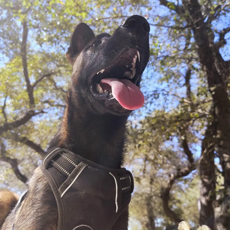 A young medium-sized male Belgian Shepherd / Malinois dog named Bear for adoption in Plano, TX