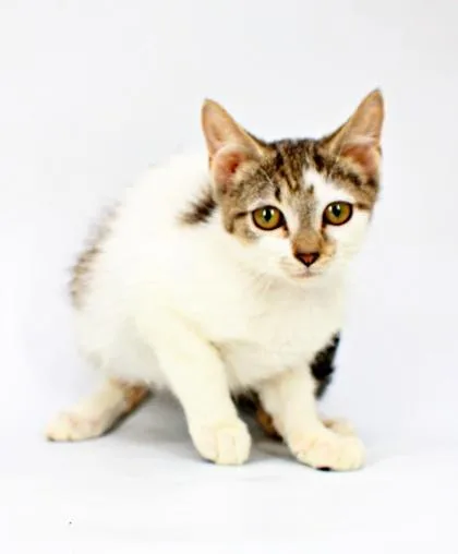 A baby small-sized male Domestic Short Hair cat named Toast for adoption in Morton Grove, IL