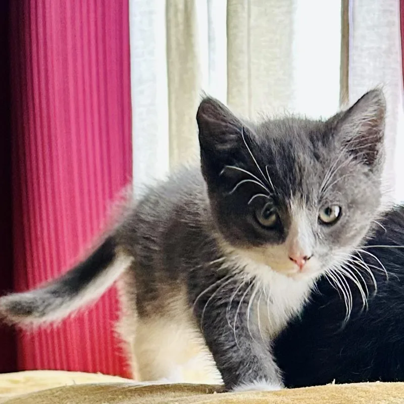A baby small-sized female Gray / Blue / Silver Domestic Short Hair cat named Aeliana for adoption in Chaska, MN
