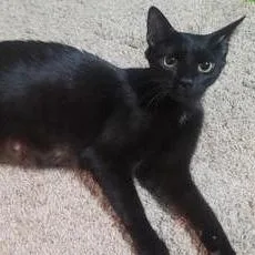 A senior large-sized female Black Domestic Short Hair cat named Miss America for adoption in DeKalb, IL