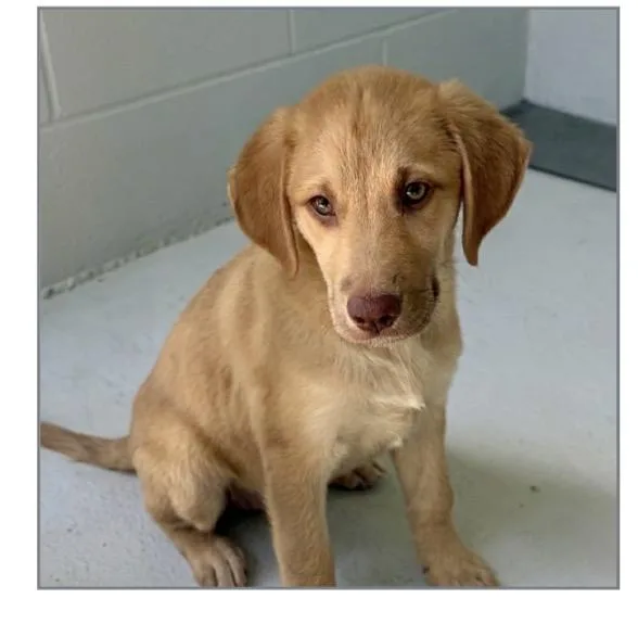 A young medium-sized female Golden Retriever dog named Jodie for adoption in Winter, WI