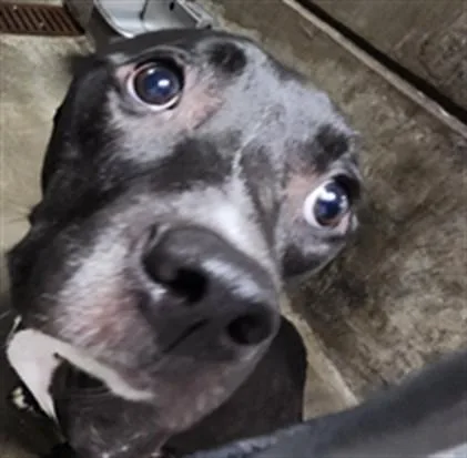 A young medium-sized female Pit Bull Terrier dog named Queenie for adoption in Los Angeles, CA