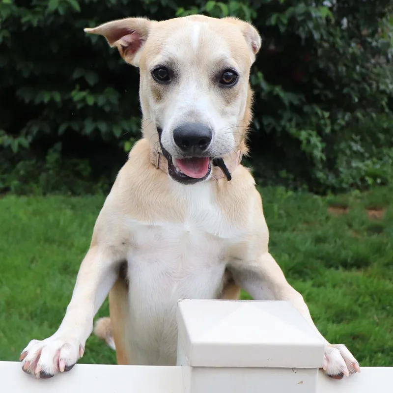 A young medium-sized male White / Cream Mixed Breed dog named Saturn for adoption in Port Washington, NY