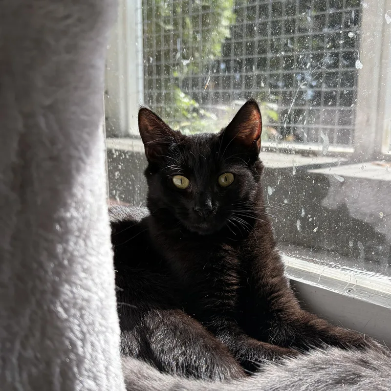 A baby medium-sized male Black Domestic Short Hair cat named Babydoll for adoption in Southold, NY
