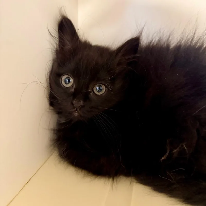 A baby small-sized female Black Domestic Long Hair cat named Beatrice for adoption in Cody, WY