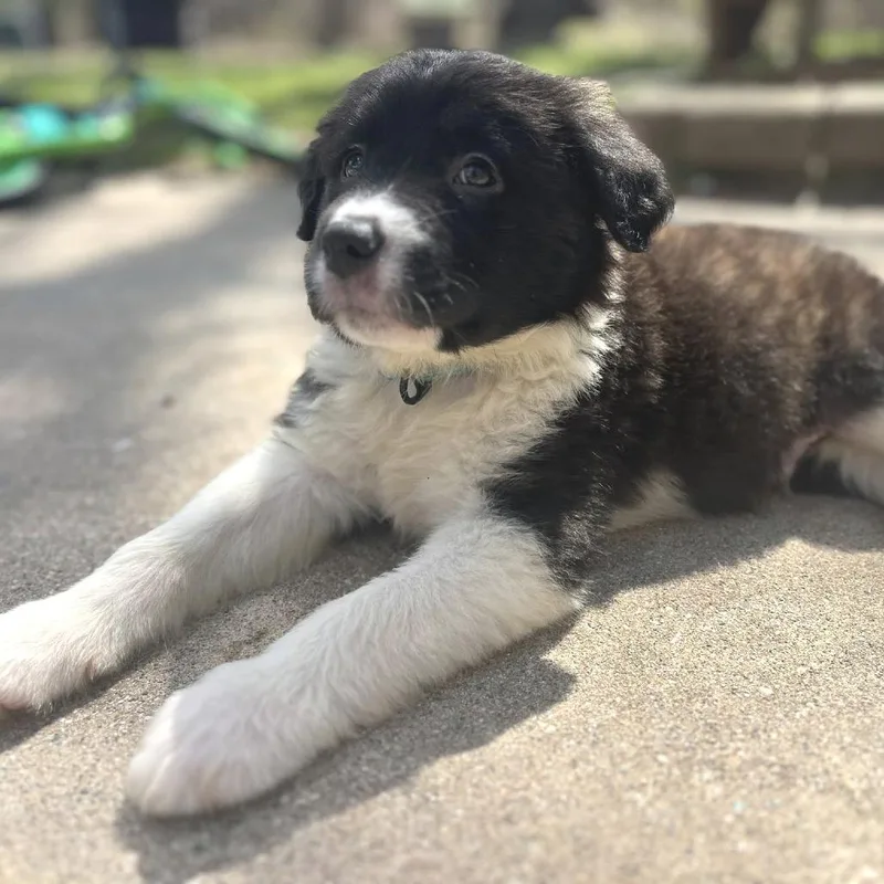 A baby medium-sized female Brown / Chocolate Mixed Breed dog named Russet for adoption in West Olive, MI