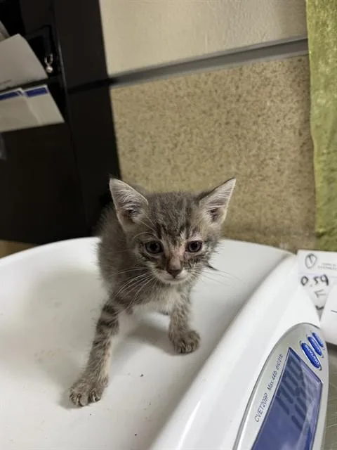 A baby small-sized male Domestic Short Hair cat named Libra for adoption in Riverside, CA