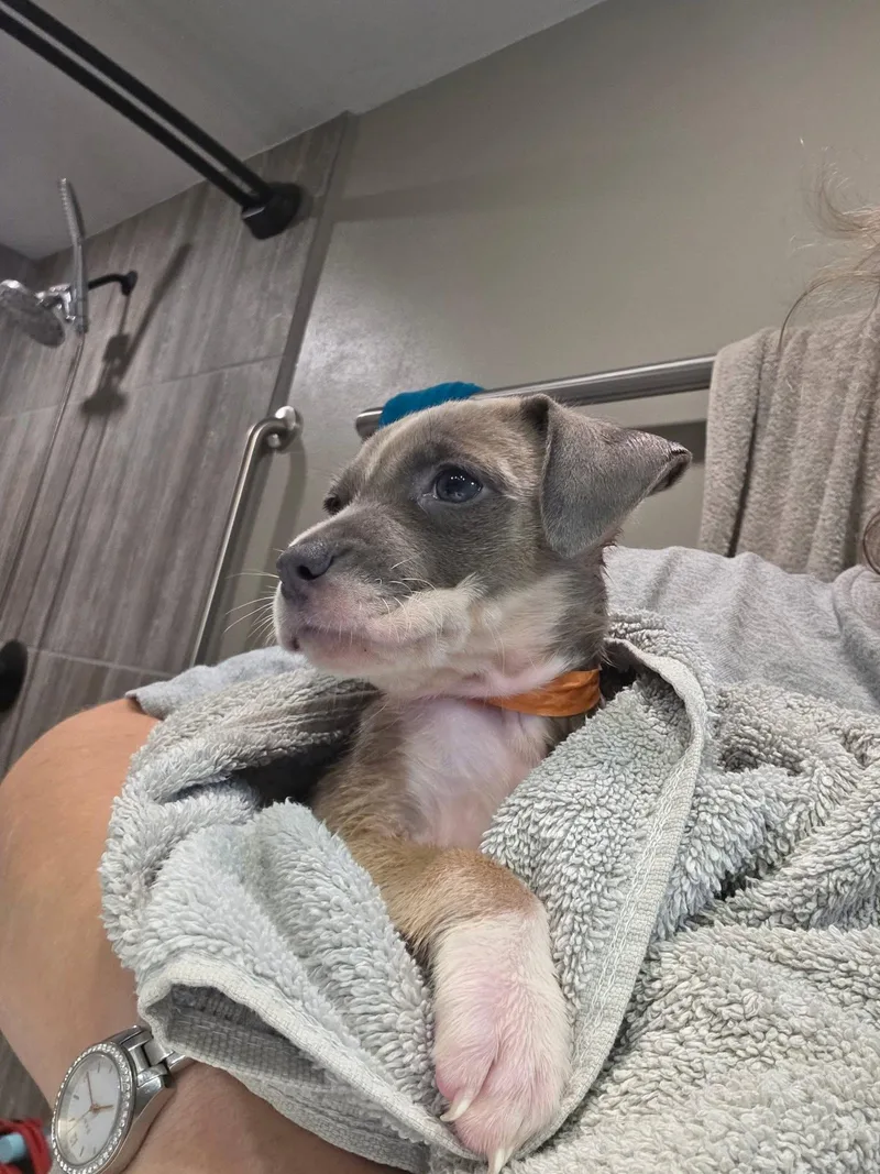 Gracie thumbnail 2