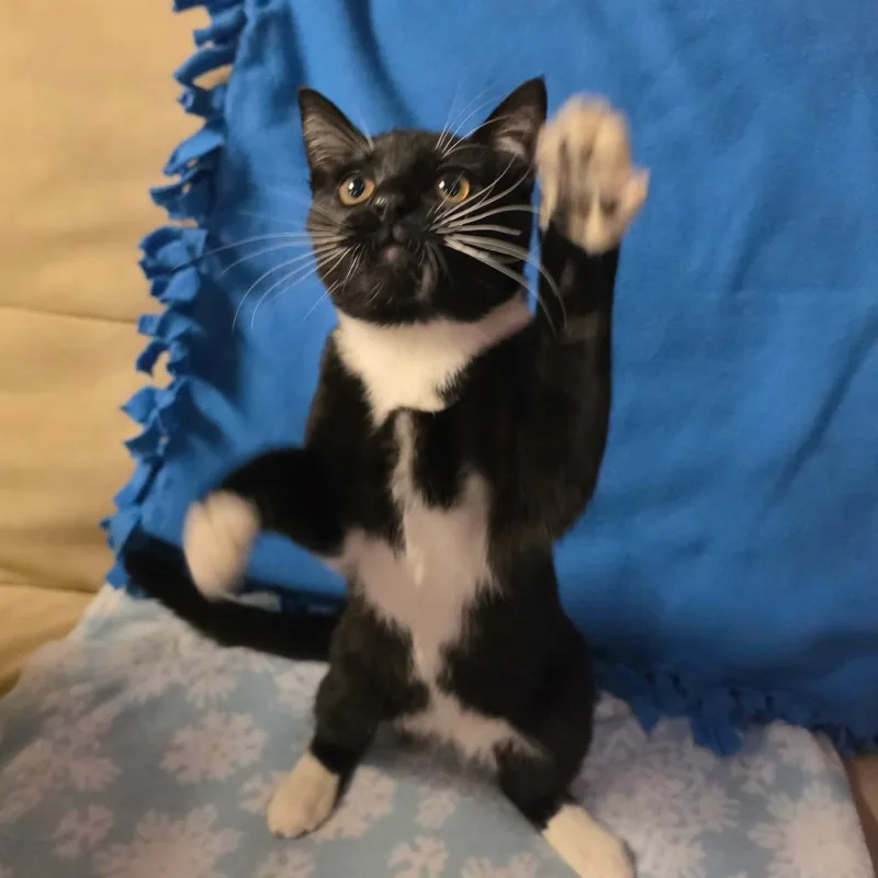 A baby medium-sized male Black & White / Tuxedo Domestic Short Hair cat named Wayne for adoption in Graham, WA