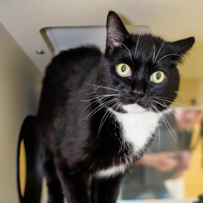 An adult large-sized female Domestic Short Hair cat named Soozie for adoption in Thomaston, ME