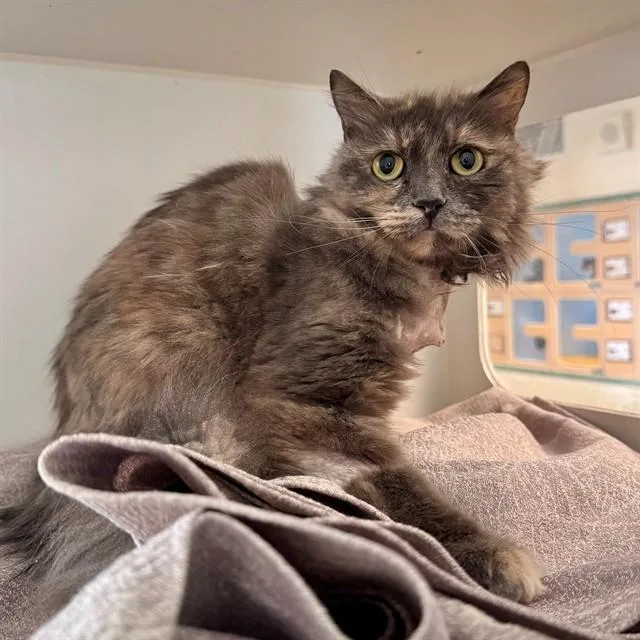 An adult small-sized female Domestic Medium Hair cat named Freya for adoption in Riverside, CA