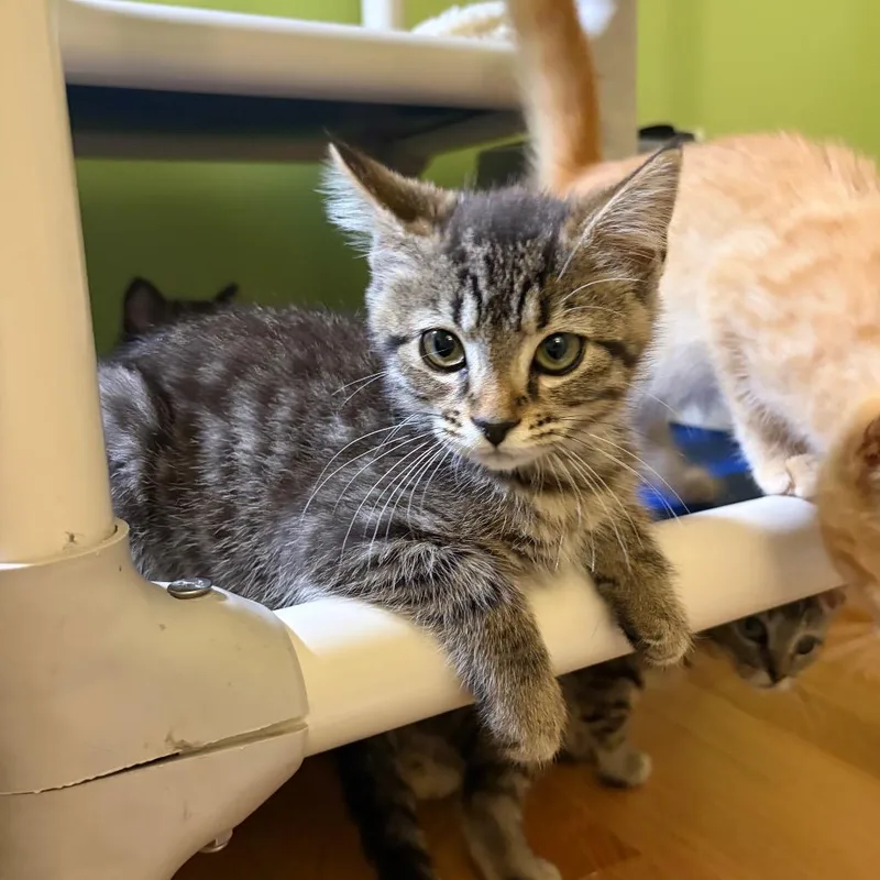 A baby small-sized female Brown / Chocolate Domestic Short Hair cat named Rooster for adoption in Fairfax Station, VA