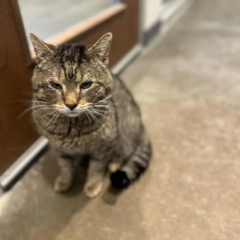 An adult large-sized male Brown / Chocolate Domestic Short Hair cat named Haflinger for adoption in Matteson, IL
