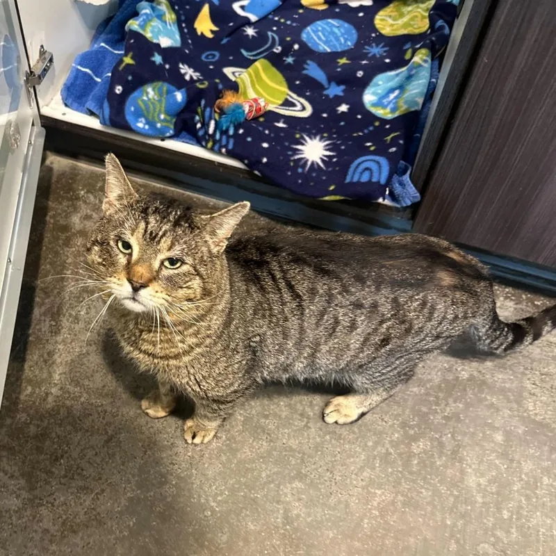 Haflinger thumbnail 2