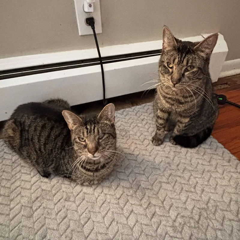 A young medium-sized female Tabby (Brown / Chocolate) Domestic Short Hair cat named Miley for adoption in Buffalo, NY