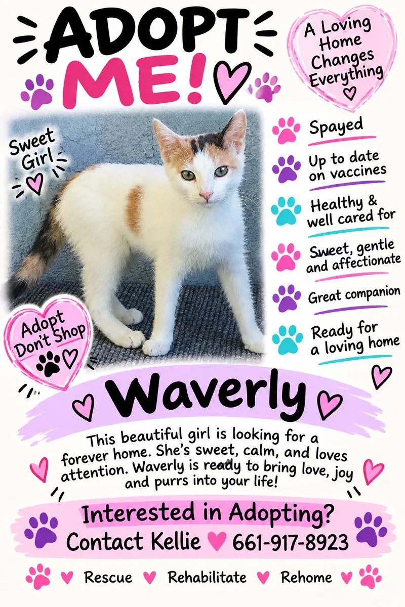 A baby small-sized female Calico cat named Waverly for adoption in Palmdale, CA