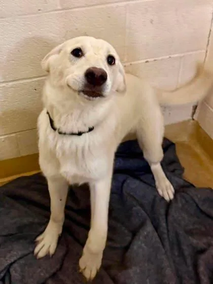 A baby medium-sized female Mixed Breed dog named Ginger Spice for adoption in West Chester, PA