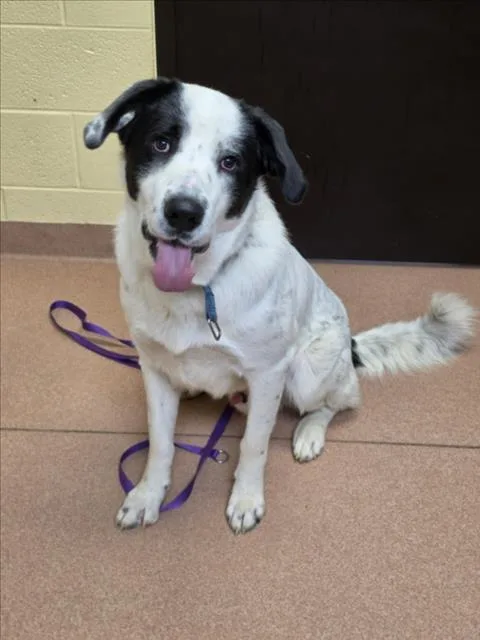 A young extra large-sized male Labrador Retriever dog named Bailey for adoption in Cookeville, TN