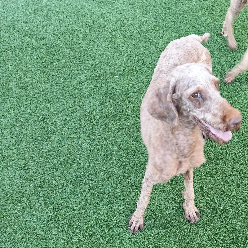 An adult medium-sized female Golden Retriever dog named Maizie Moo for adoption in LOXAHATCHEE, FL
