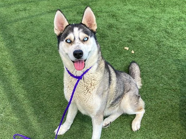 An adult medium-sized female Siberian Husky dog named Holly for adoption in Tustin, CA