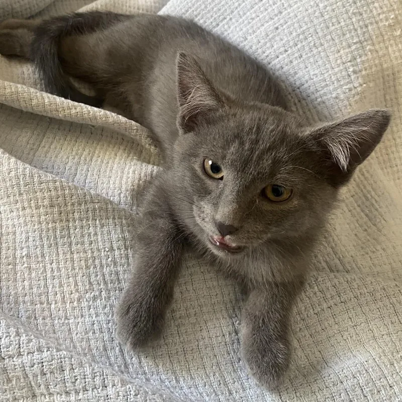 A baby small-sized male Gray / Blue / Silver Domestic Short Hair cat named Blue for adoption in Las Vegas, NV