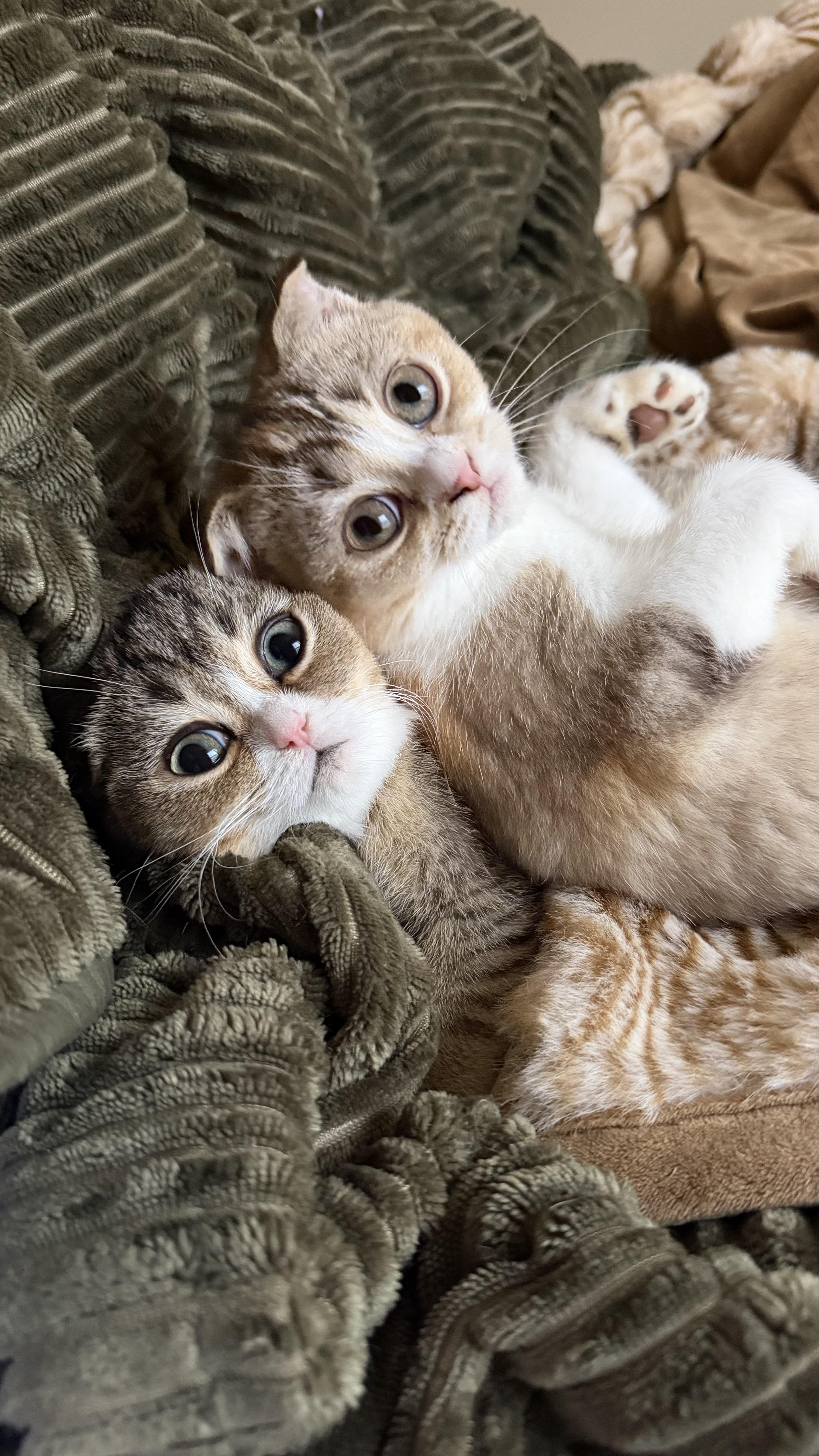 A baby small-sized female Scottish Fold cat named Beaver and Perdita for adoption in Brooklyn, NY