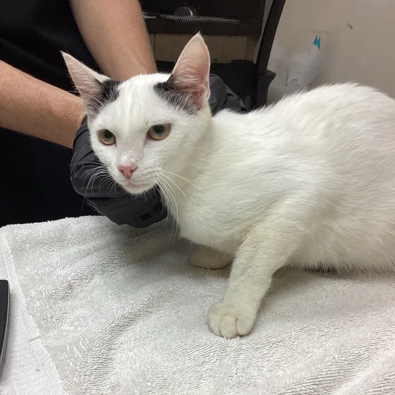 A baby small-sized female White Domestic Short Hair cat named Linda for adoption in Lakeland, FL