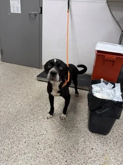 An adult large-sized male Terrier dog named Big Boy for adoption in Gastonia, NC