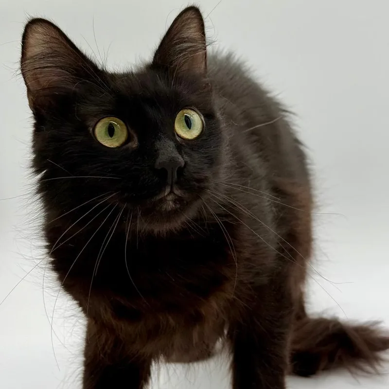 An adult small-sized female Black Domestic Medium Hair cat named Vidalia for adoption in Los Angeles, CA